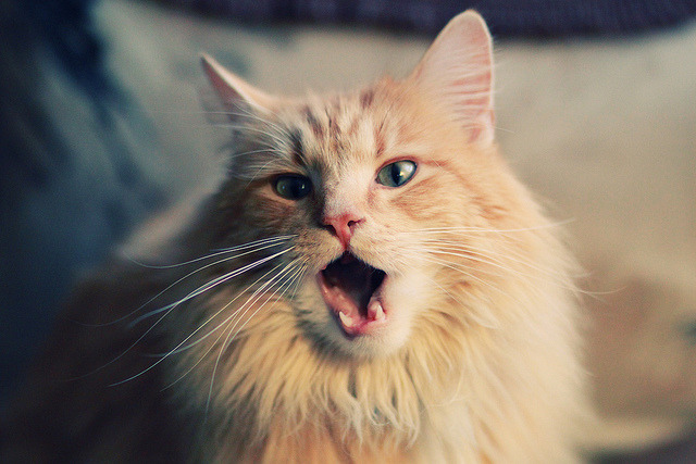 开云体育网址-CBA球队赞助结构优化品牌合作更趋多元,cba赞助商有哪些