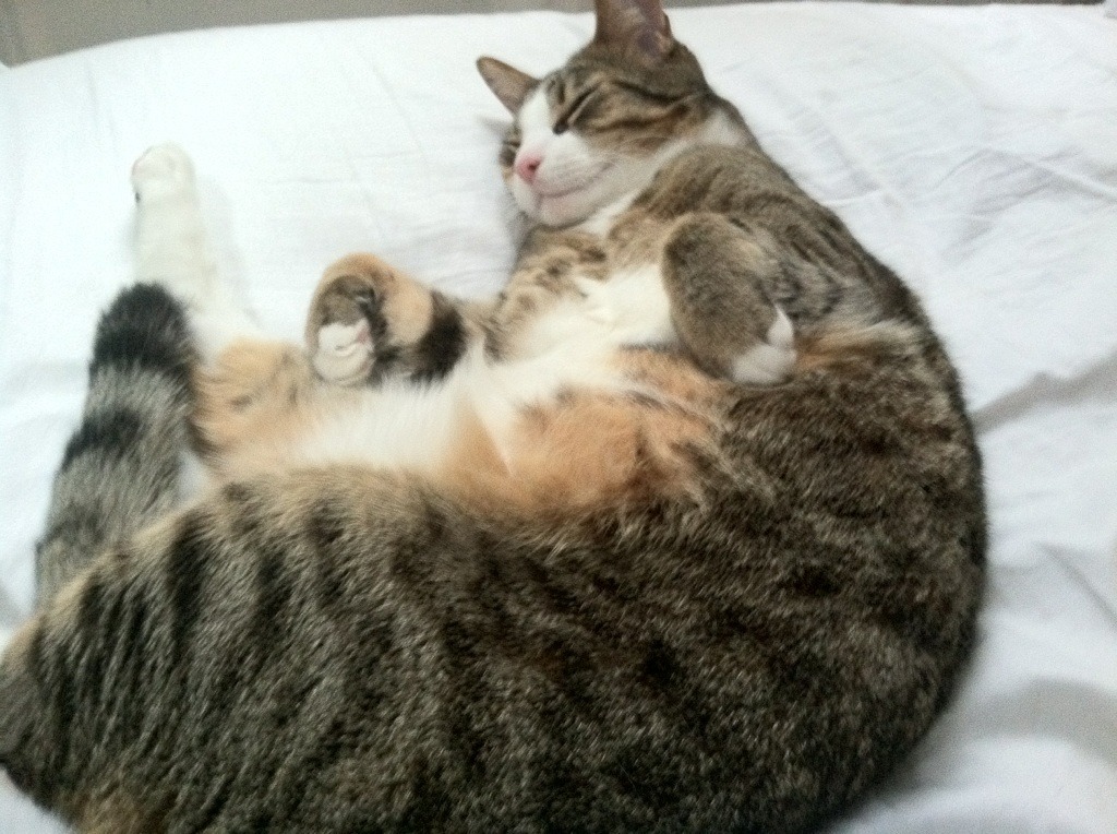 开云体育官网上-奥预赛中国队夺冠 球迷集体庆祝辉煌时刻，中国奥预赛直播