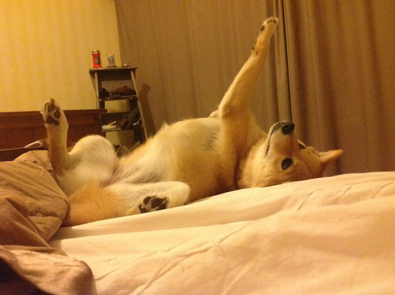 开云官方网-“诺克·达维德·彼得森的领导力,助力南非羚羊队攻城略地”