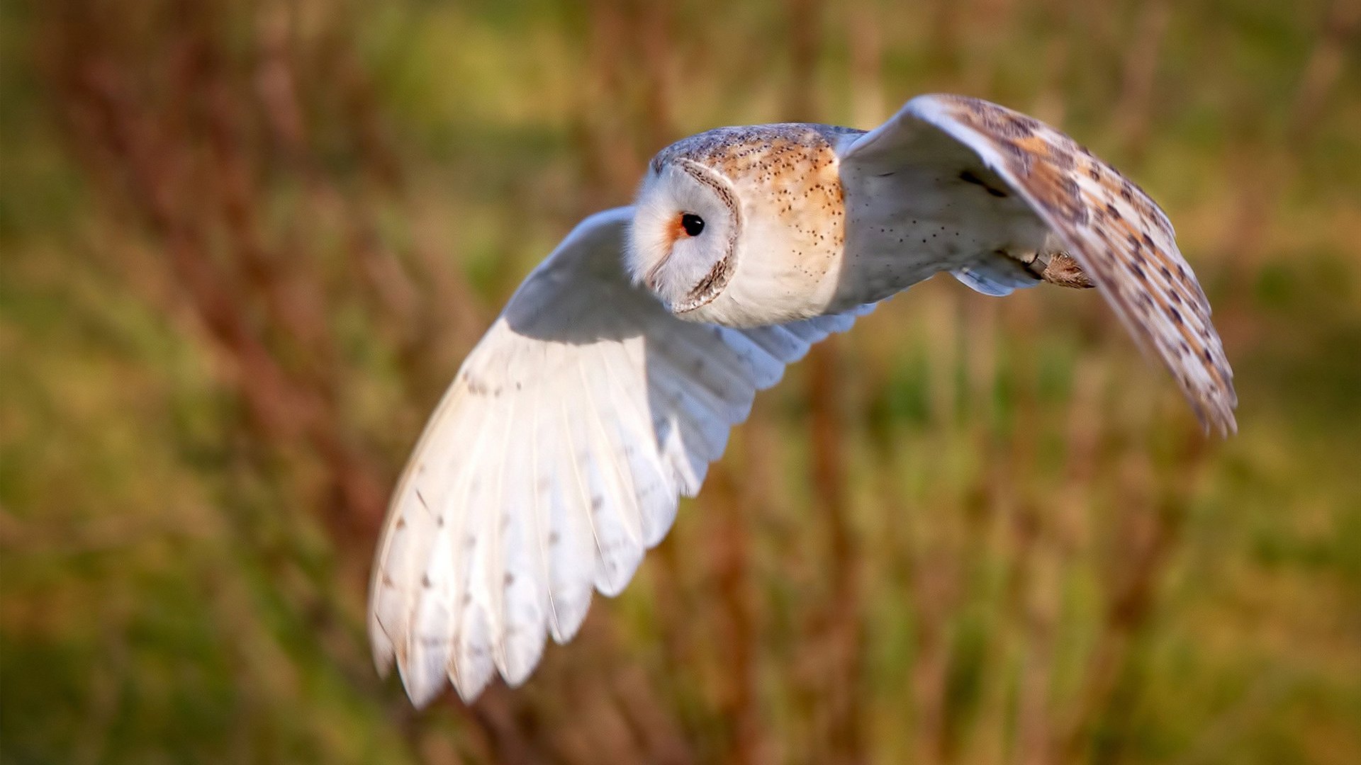 开云体育app在线-苏炳添百米冲刺再创佳绩，苏炳添百米冲刺成绩